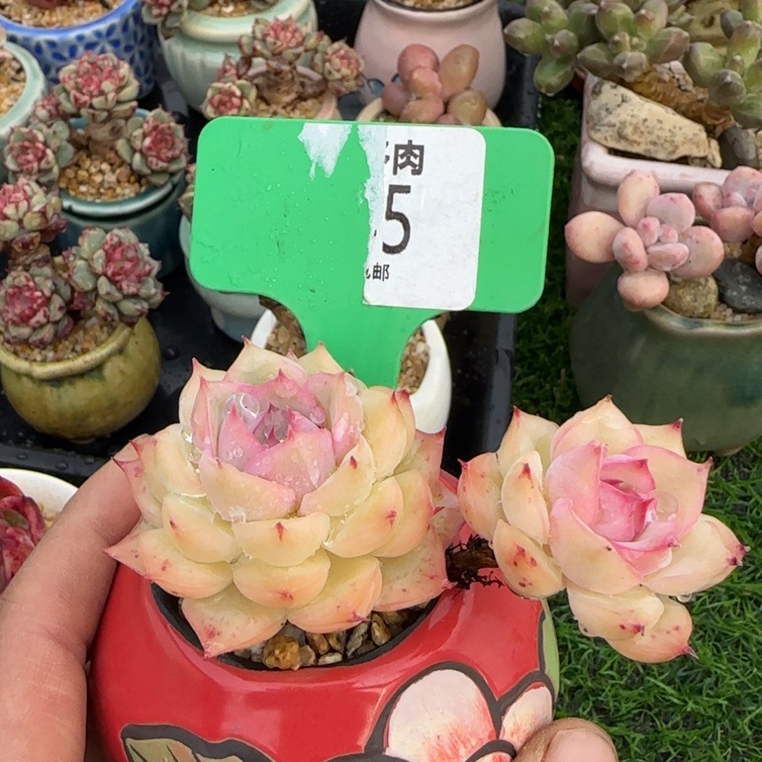 ʚ**ɞ多肉植物123456