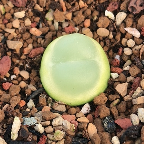 多肉肉锥 1.8Cm 大王拉登