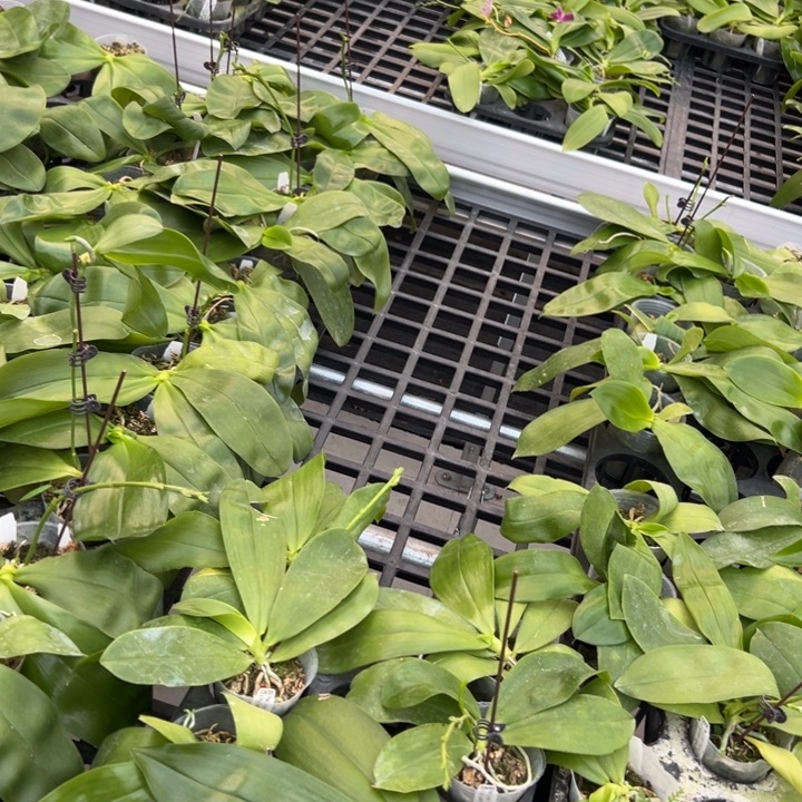 不开花植物磨茹盾x珍妮2.5