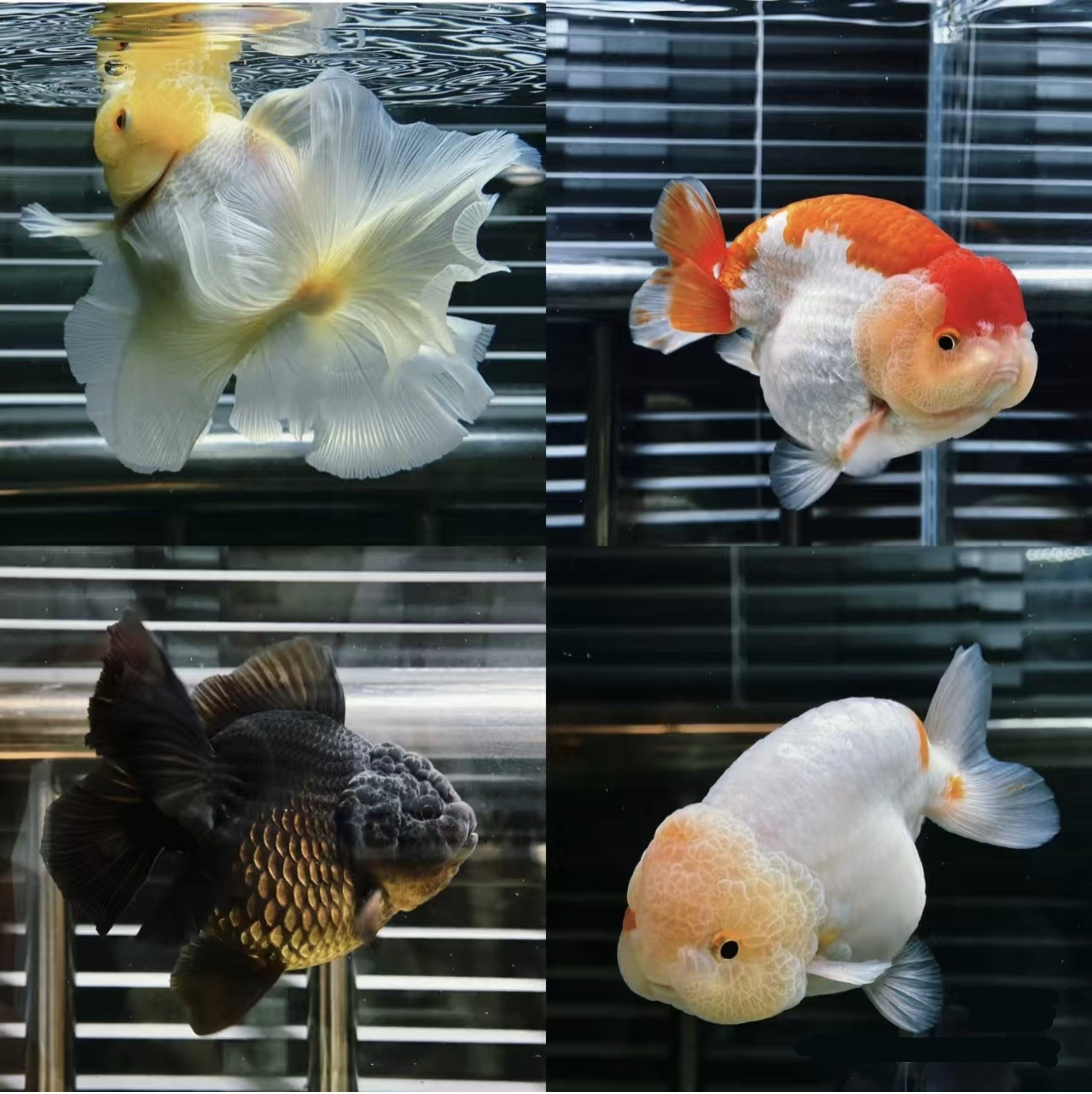 精选金鱼兰寿泰狮玛丽三只花色大小随机泰狮金鱼一物一拍