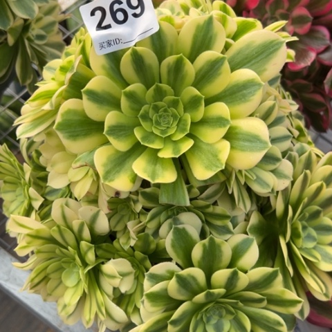 269金丝翡翠20厘米左右