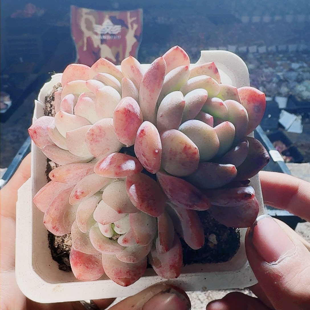 满20包邮零下拍保温箱