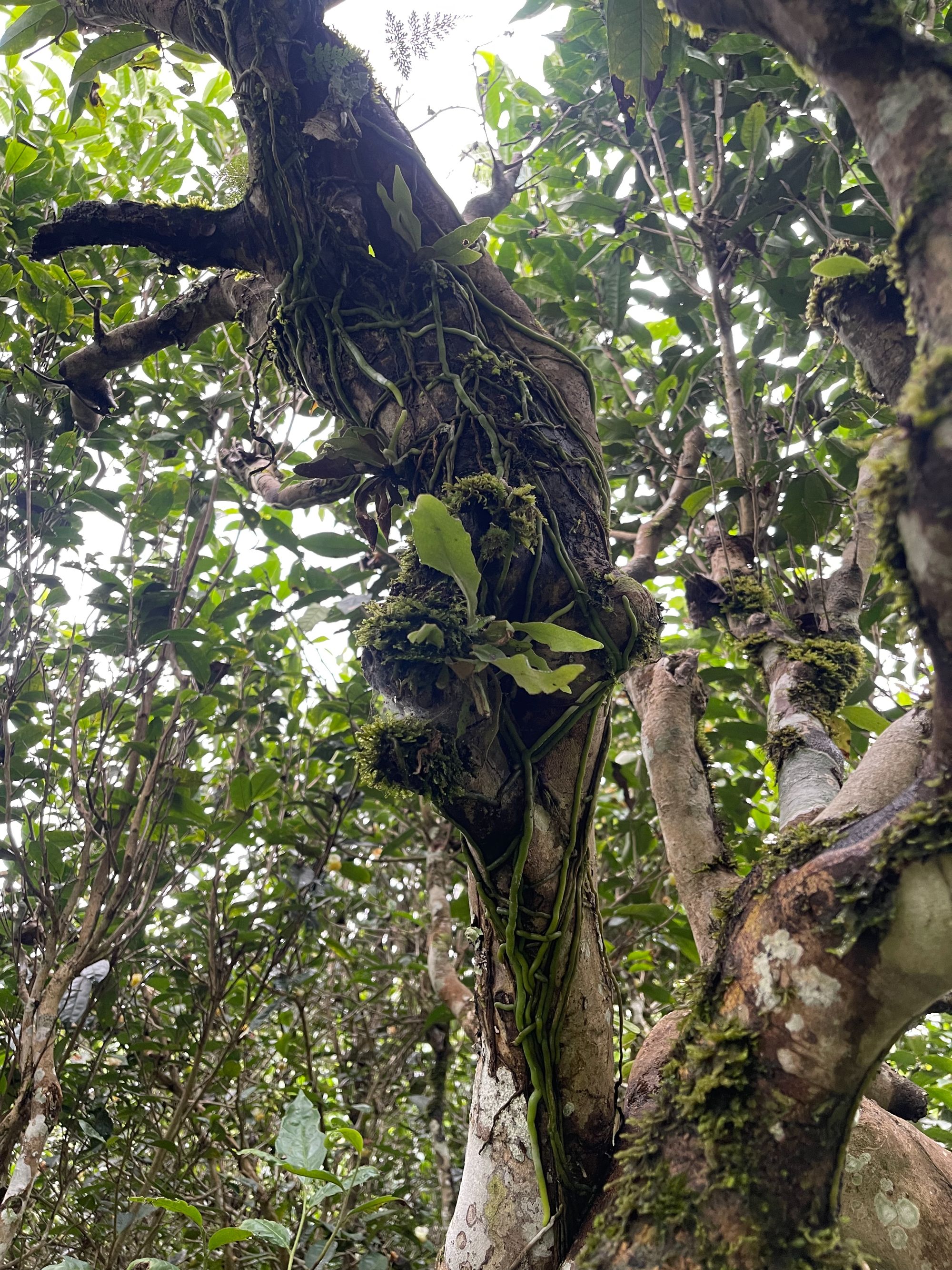 2022年【饼茶】贺开 混采古树 普洱生茶