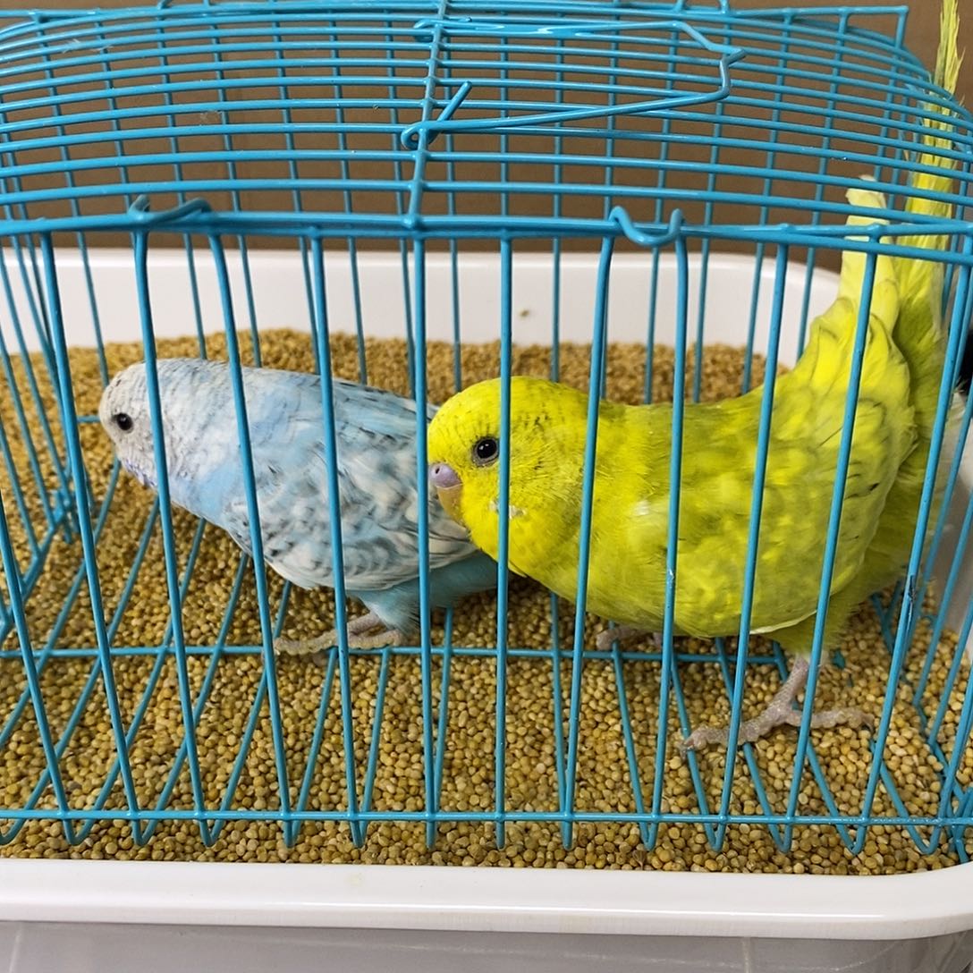 虎皮鹦鹉大头虎皮