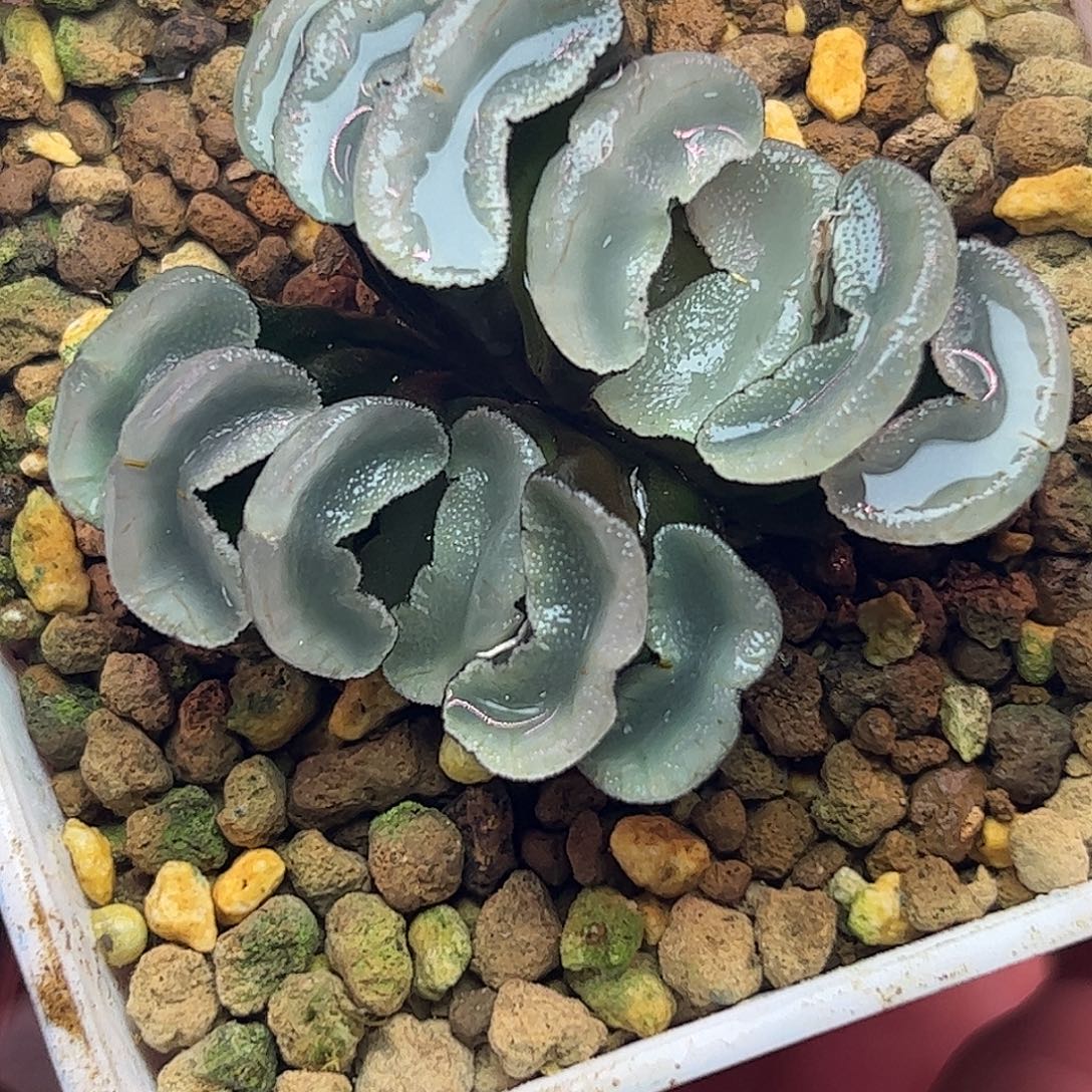 白瓷玉扇十二卷多肉植物