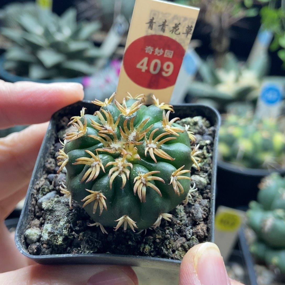 实生豪刺猫爪圆盘3.7cm