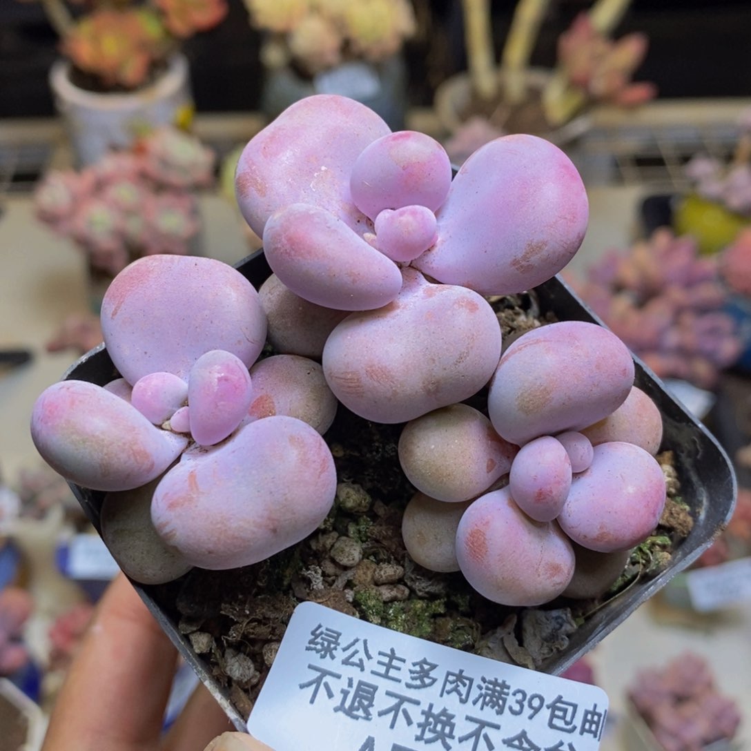 702腰子桃蛋多肉6c m