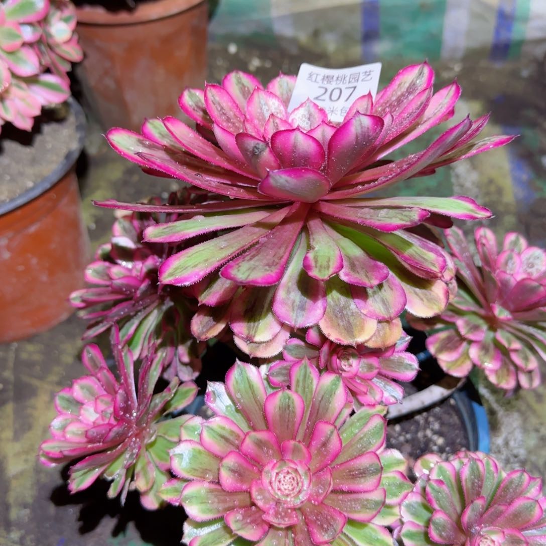 白月光法师多肉207