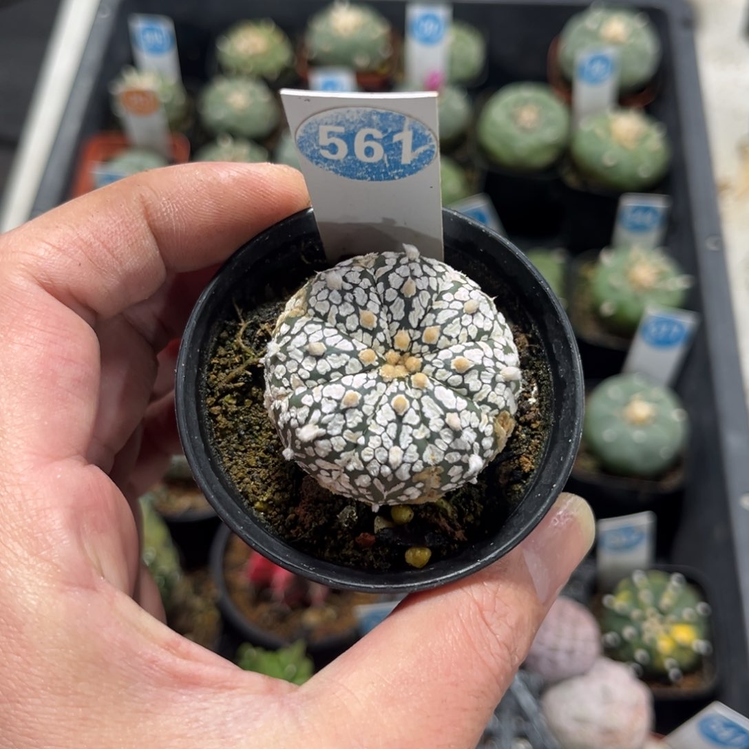 561实生超兜带盆带土