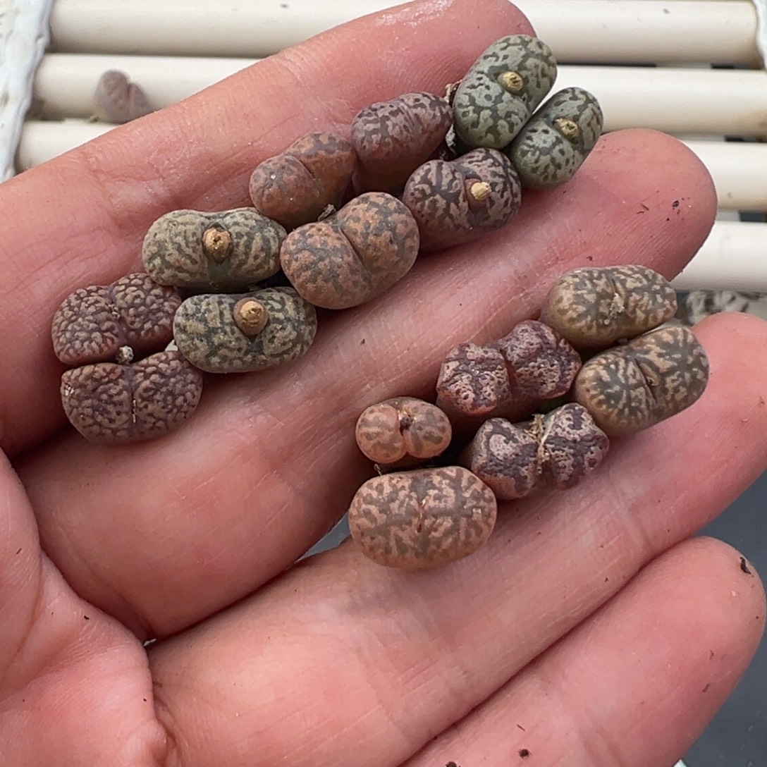 12.7好看的多肉脱土发货400