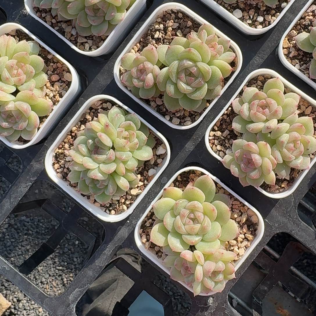 如图5.5白方麦芽糖54号随机一颗