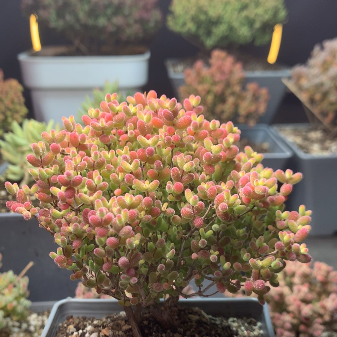 c471蜜橘糖球枝干番杏