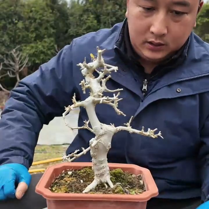 无花朵对节白蜡盆景