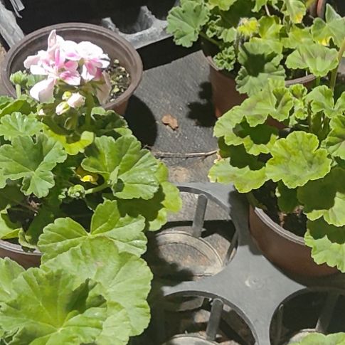 完全开放北欧，五彩纸屑，钻石婚，陌陌