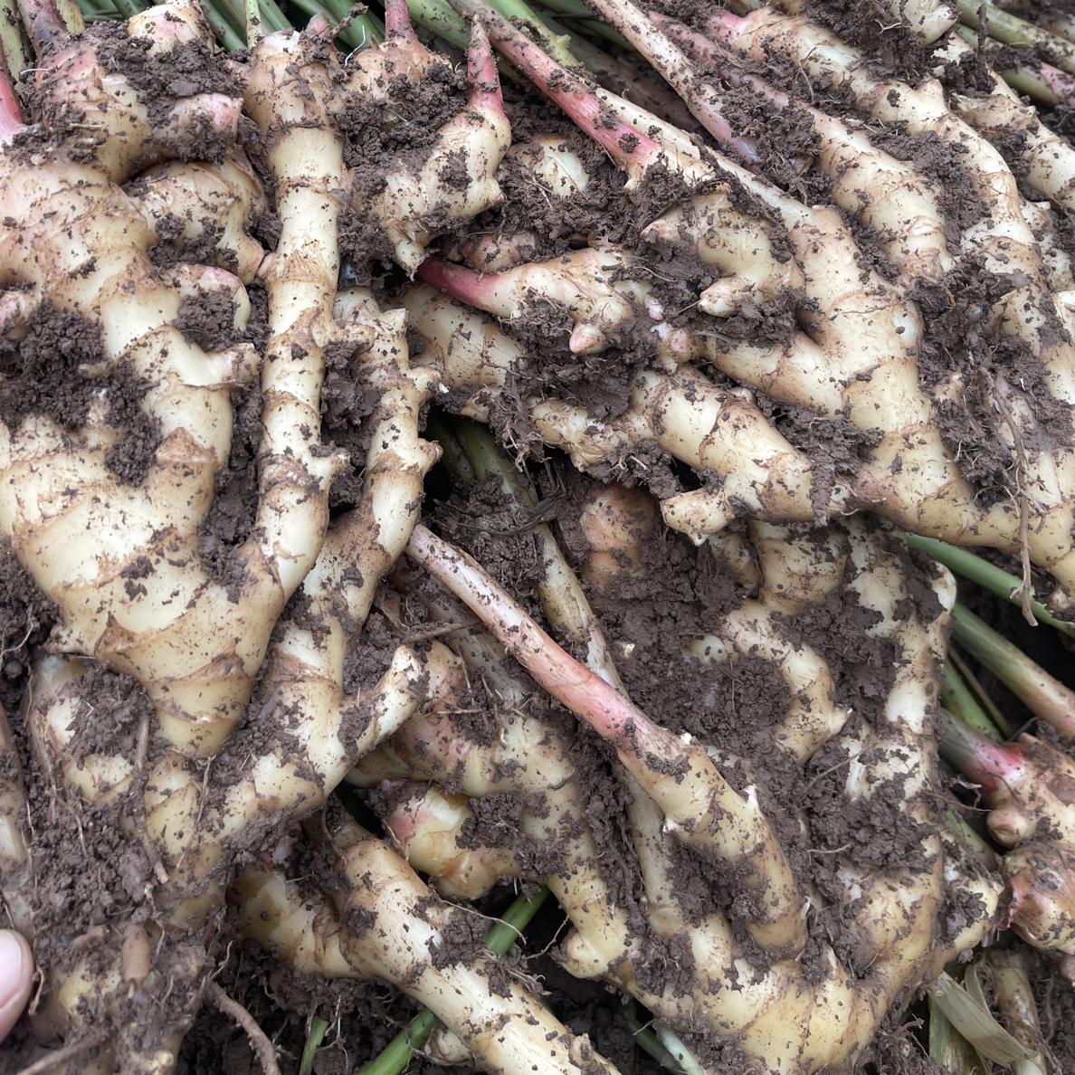 四川达州新鲜现挖现发的：本地嫩子姜生姜，嫩小黄姜。带少量泥发货