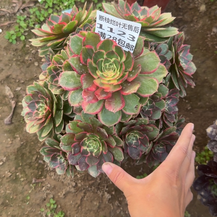 1123二号棚粉花妖A
