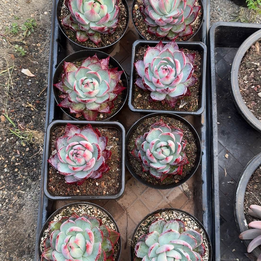 23惊鸿仙子8颗111