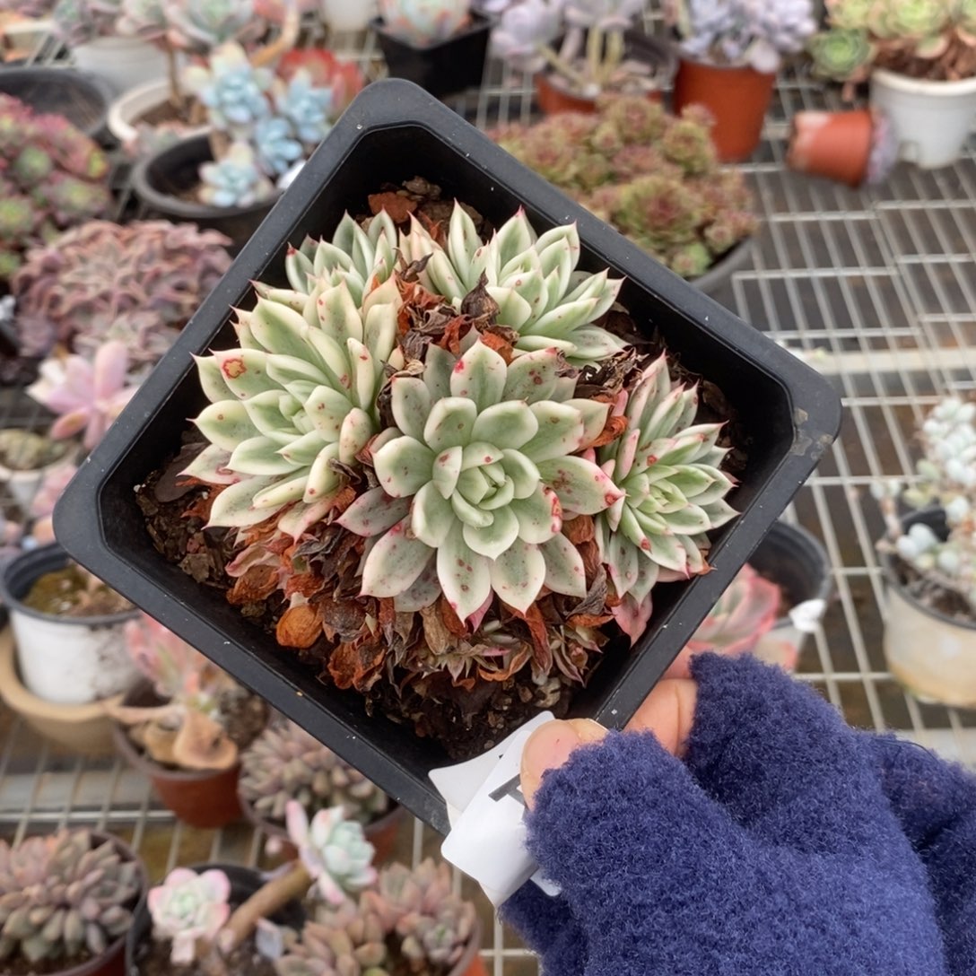 777不知名锦一物一拍