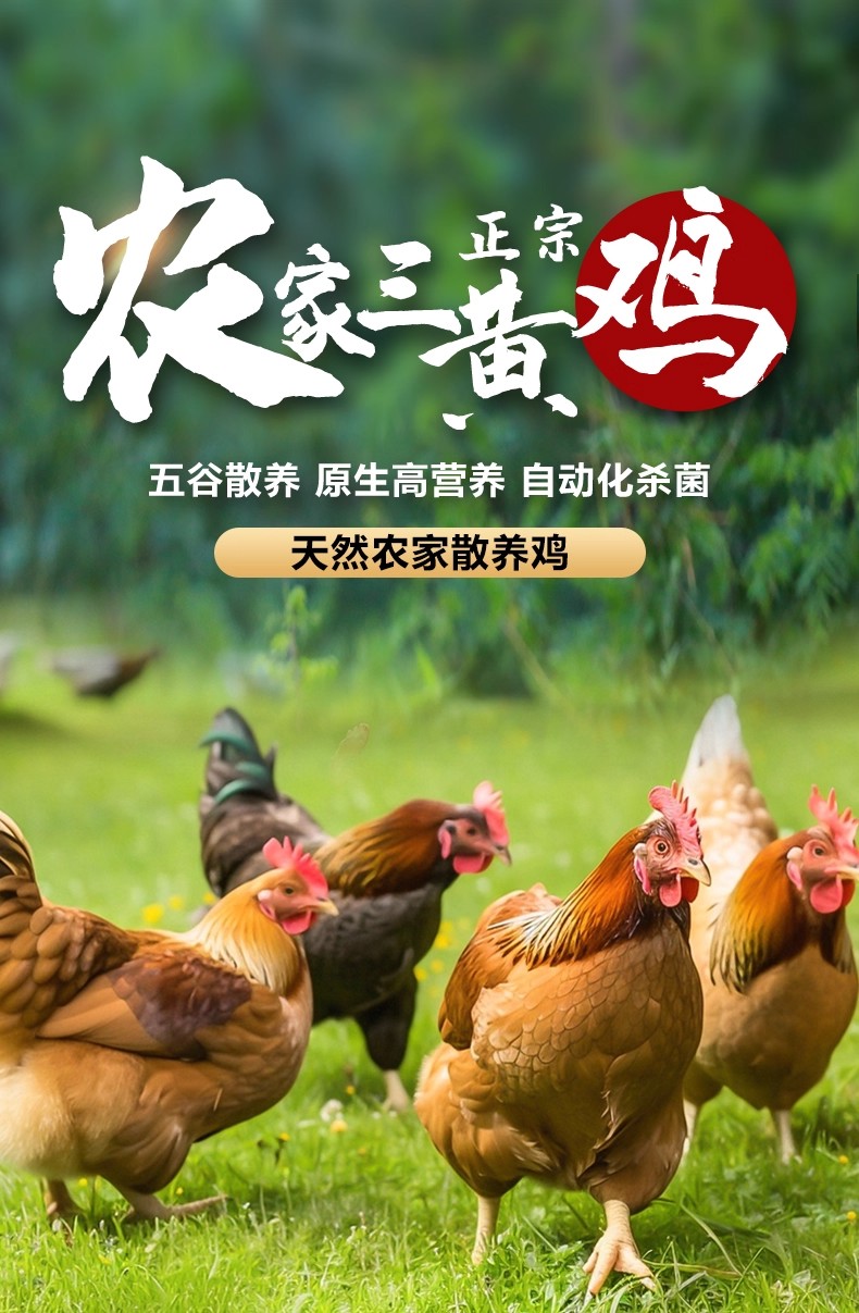 到手三只【顺丰包邮】散养土鸡走地鸡净膛发总重三只总重2千克左右