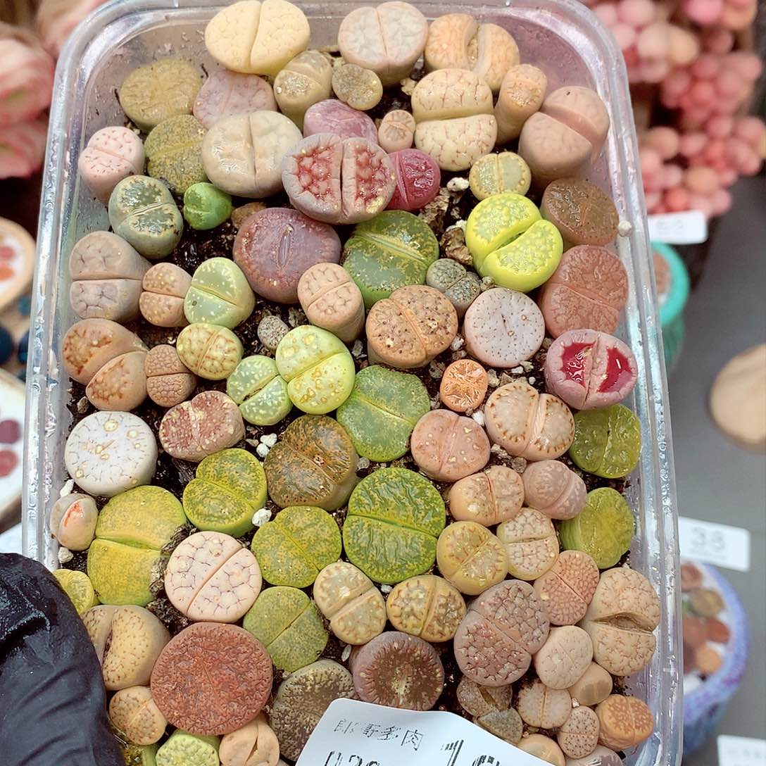 生石花满18包邮7-199