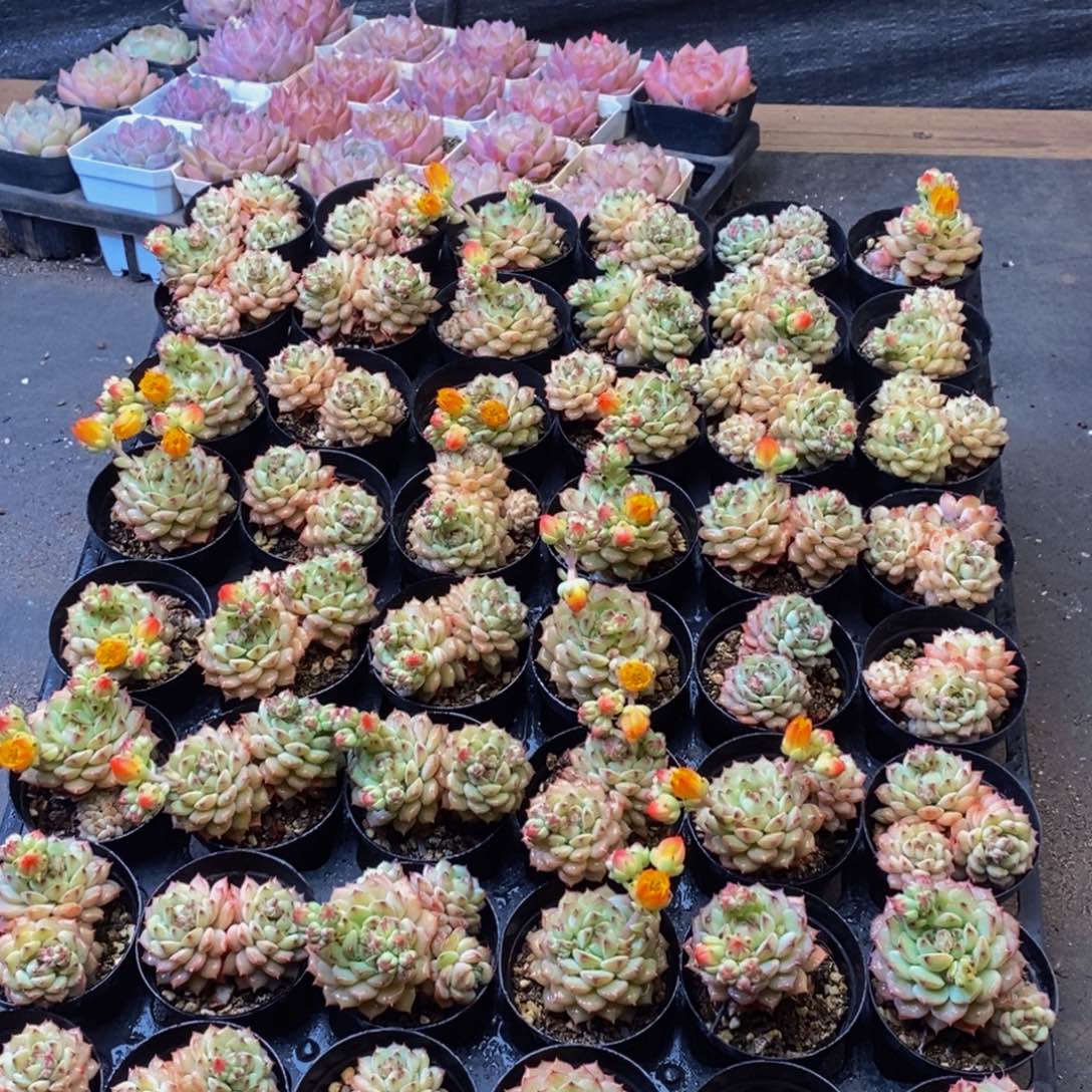 179多肉植物保护研究所所长