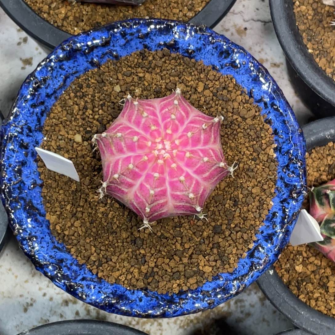 云****当前无花朵，栽培后可花朵皇氏粉轮回