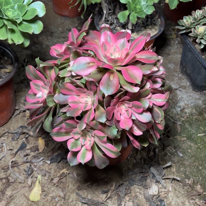 多肉植物法师香妃18