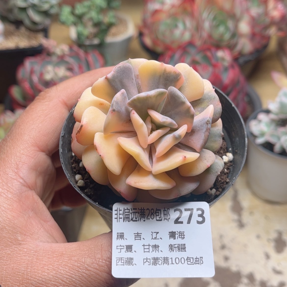 【闪购商品】273雪精灵锦
