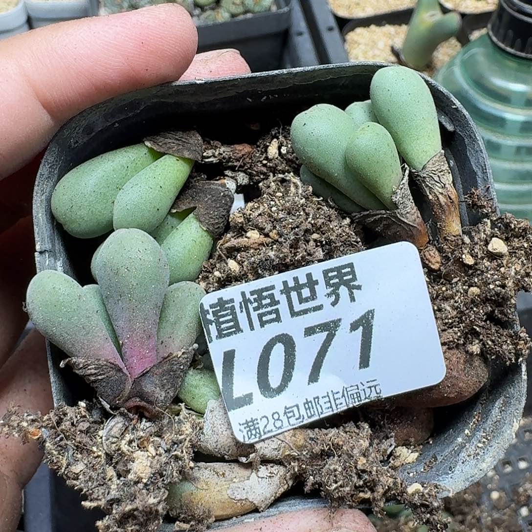 多肉植物的润泽fhn