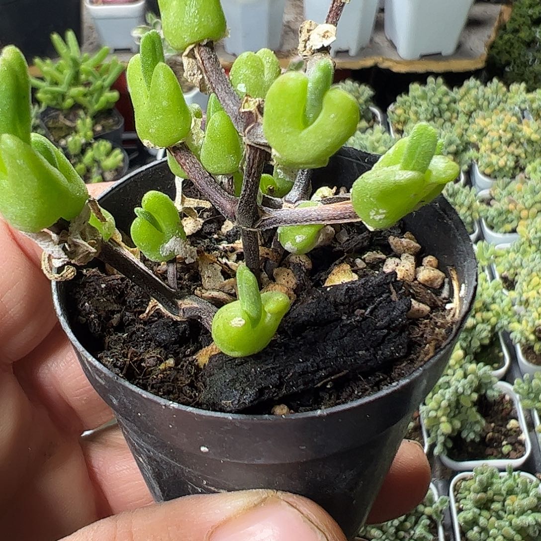 音高兔子特大福利上车