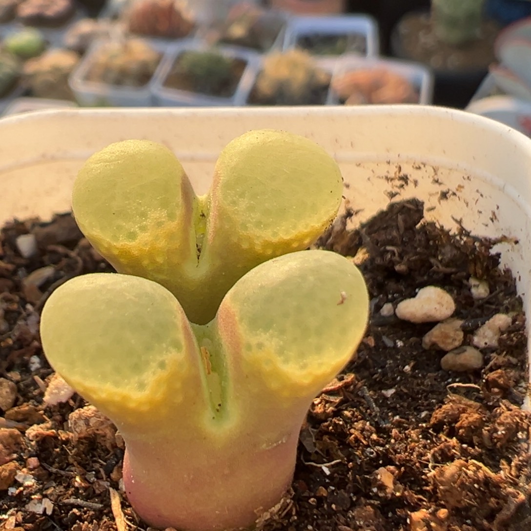 101多肉植物百科植物