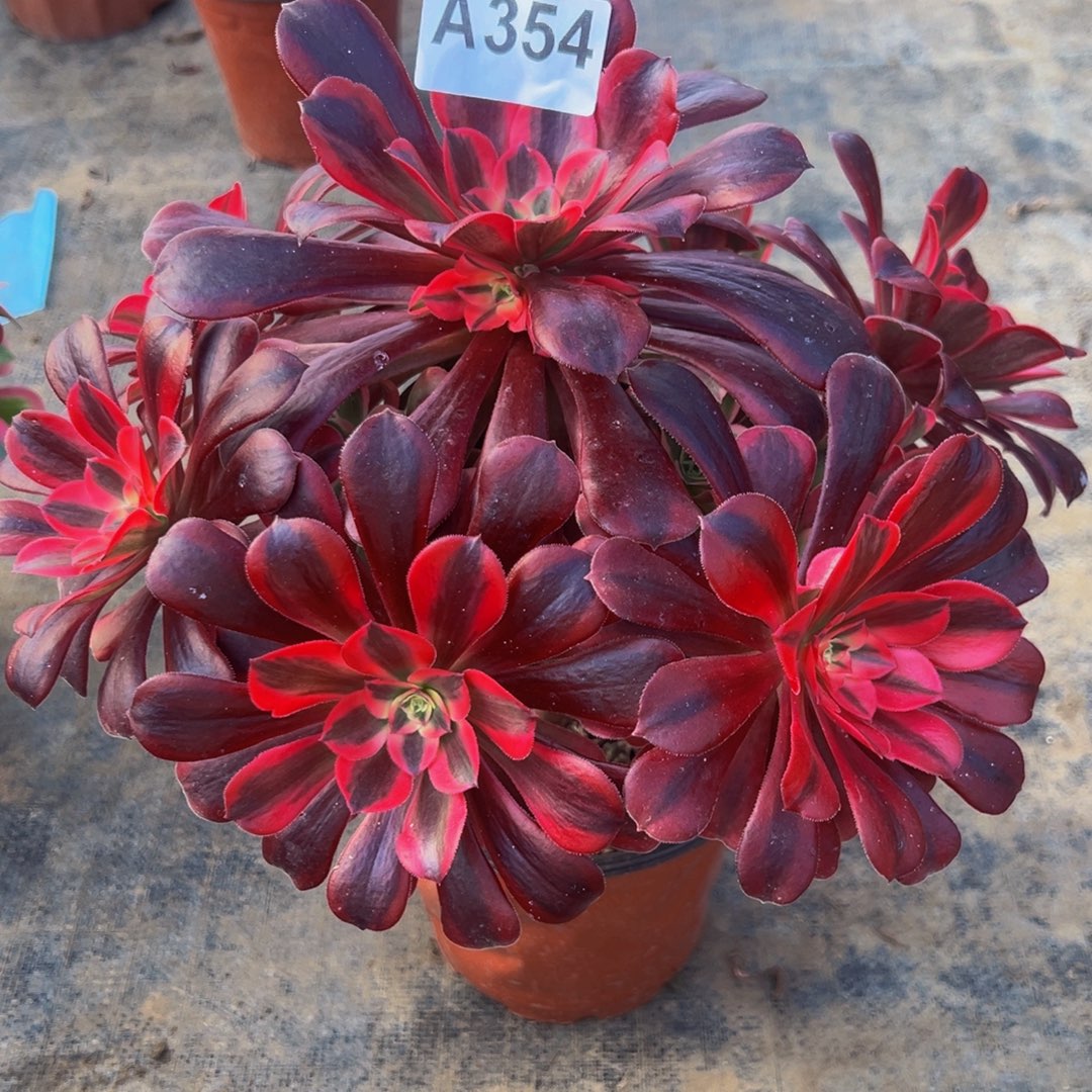 ****࿐无花朵美杜莎法师354