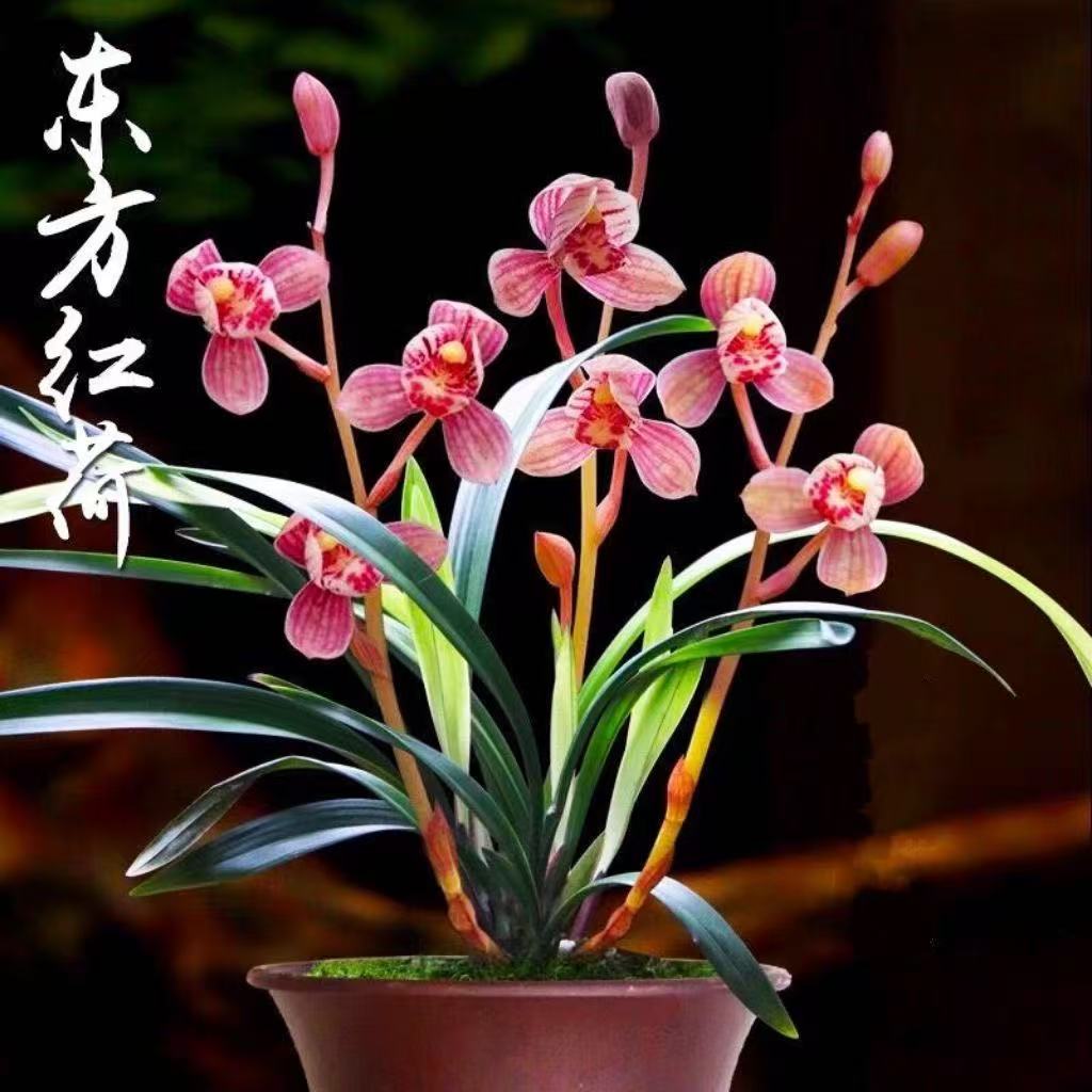 建兰东方红荷裸根