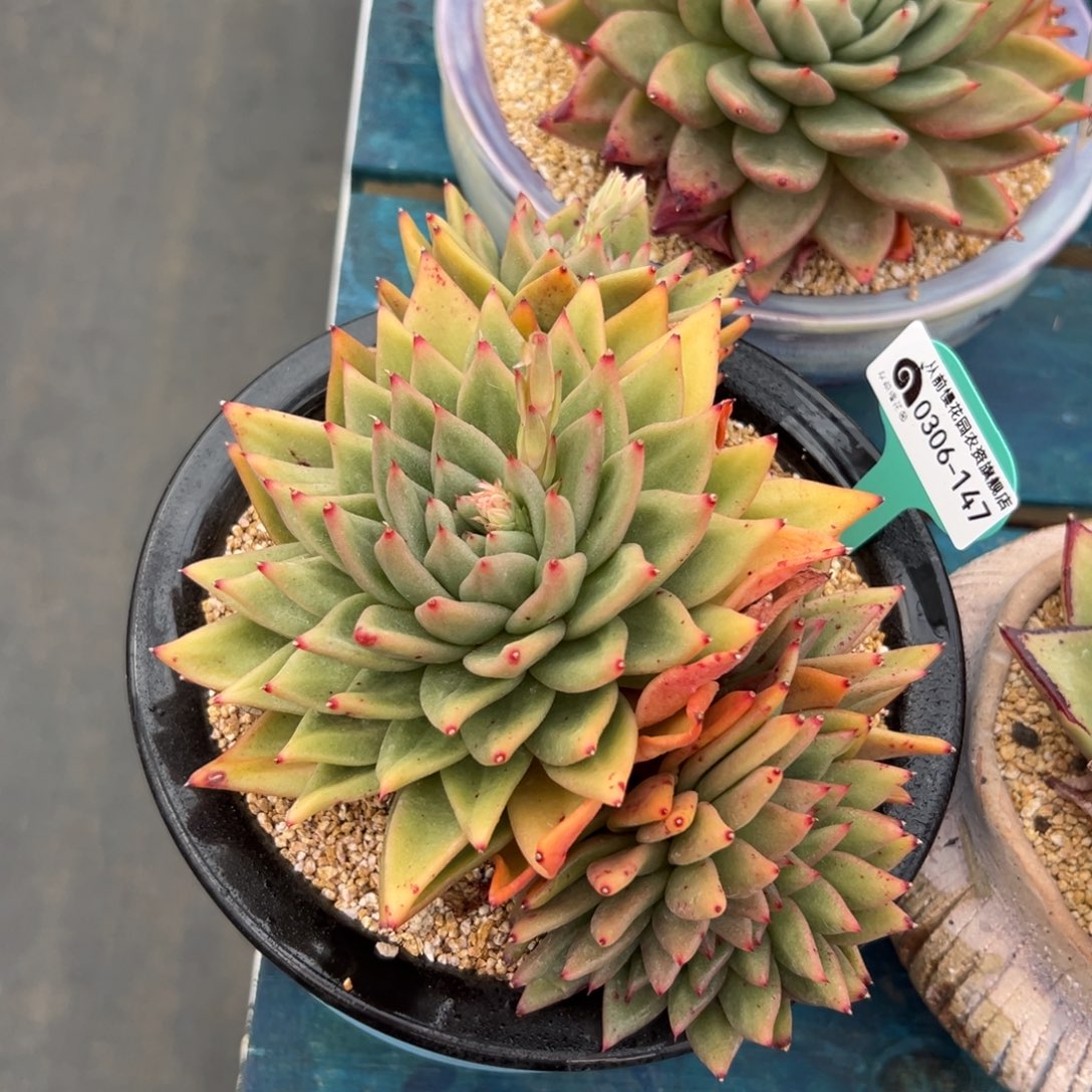  多肉一物一拍0306-147