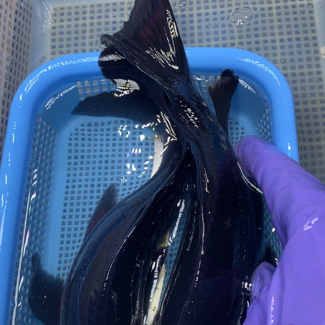 锦鲤冷水锦鲤包邮