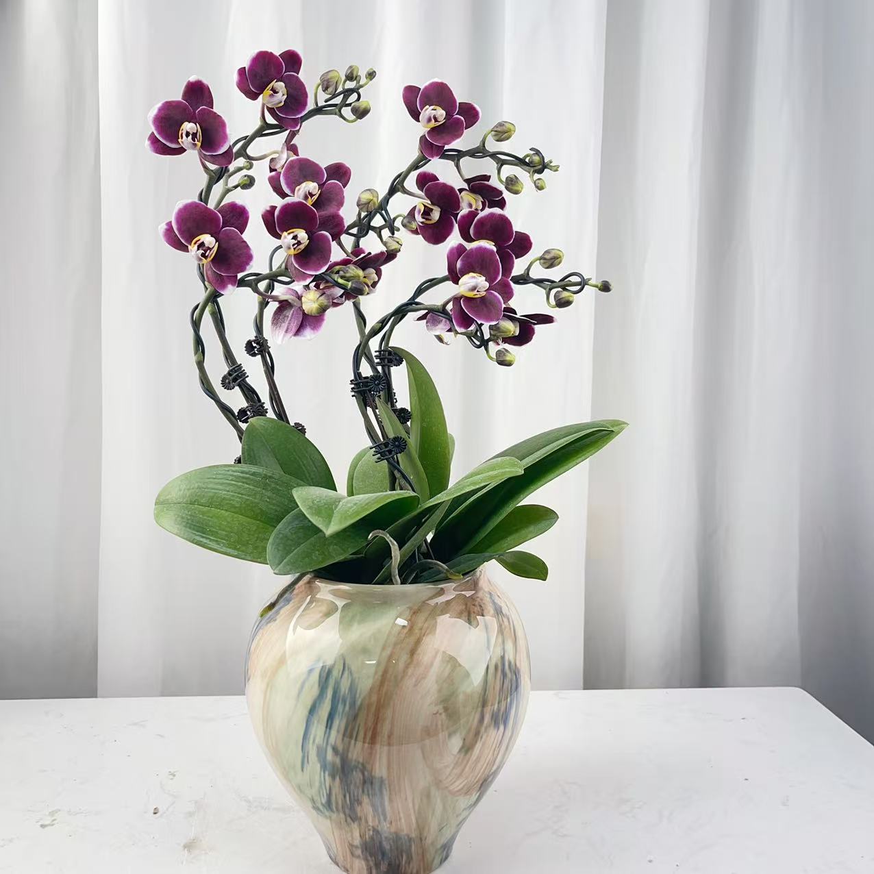 桦艺花卉【巧克力】蝴蝶兰轻 奢 绿植花卉艺术高级盆栽植株好养