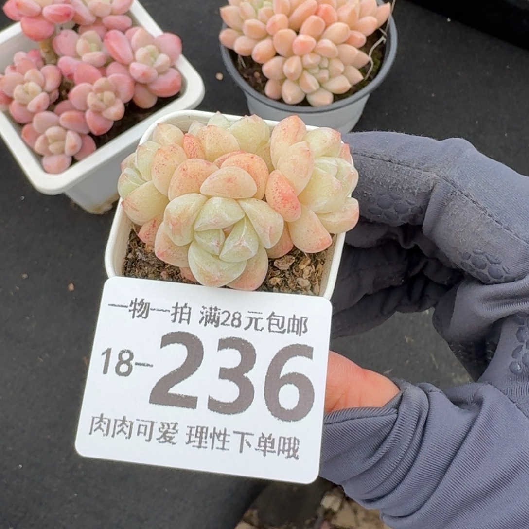冰玉无盆土发货无