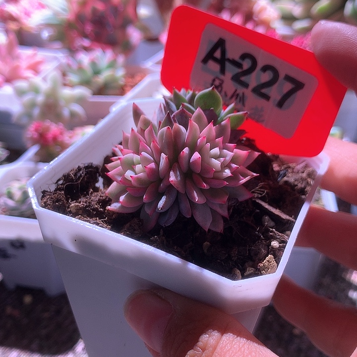 绿爪群生有根有根