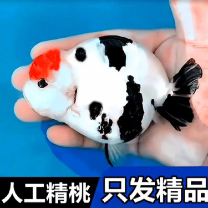 保底13大条 精品大金鱼6-8公分 不指定颜色颜色混搭发货观赏鱼