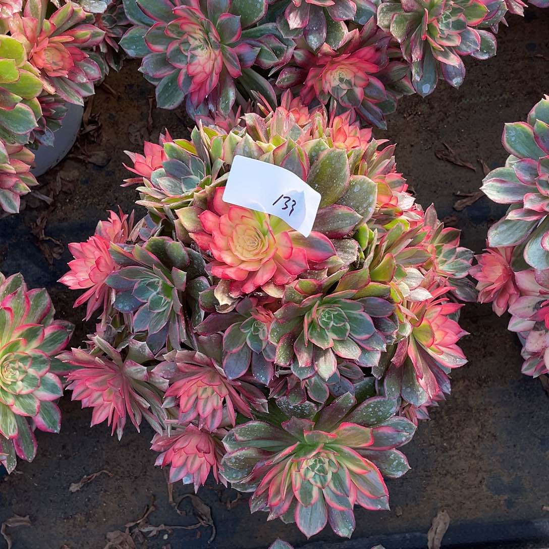 13311111111111111111111