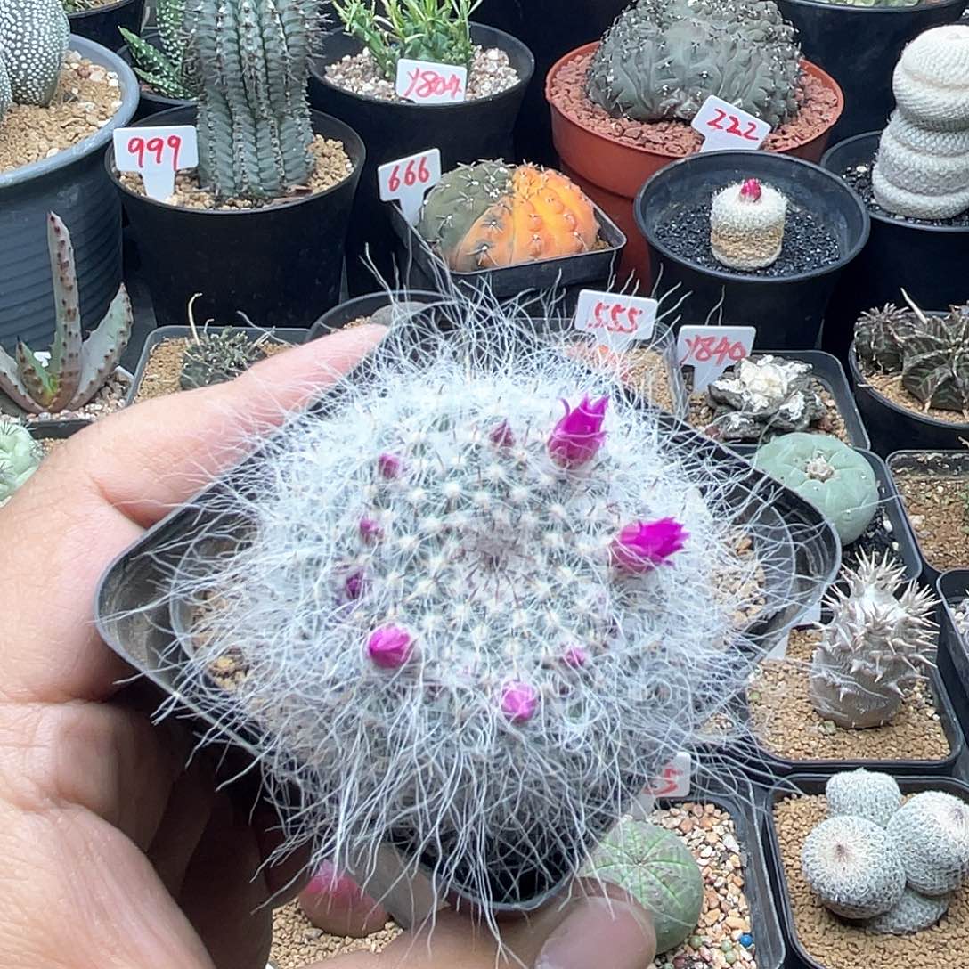 实生长毛渔翁 仙人球