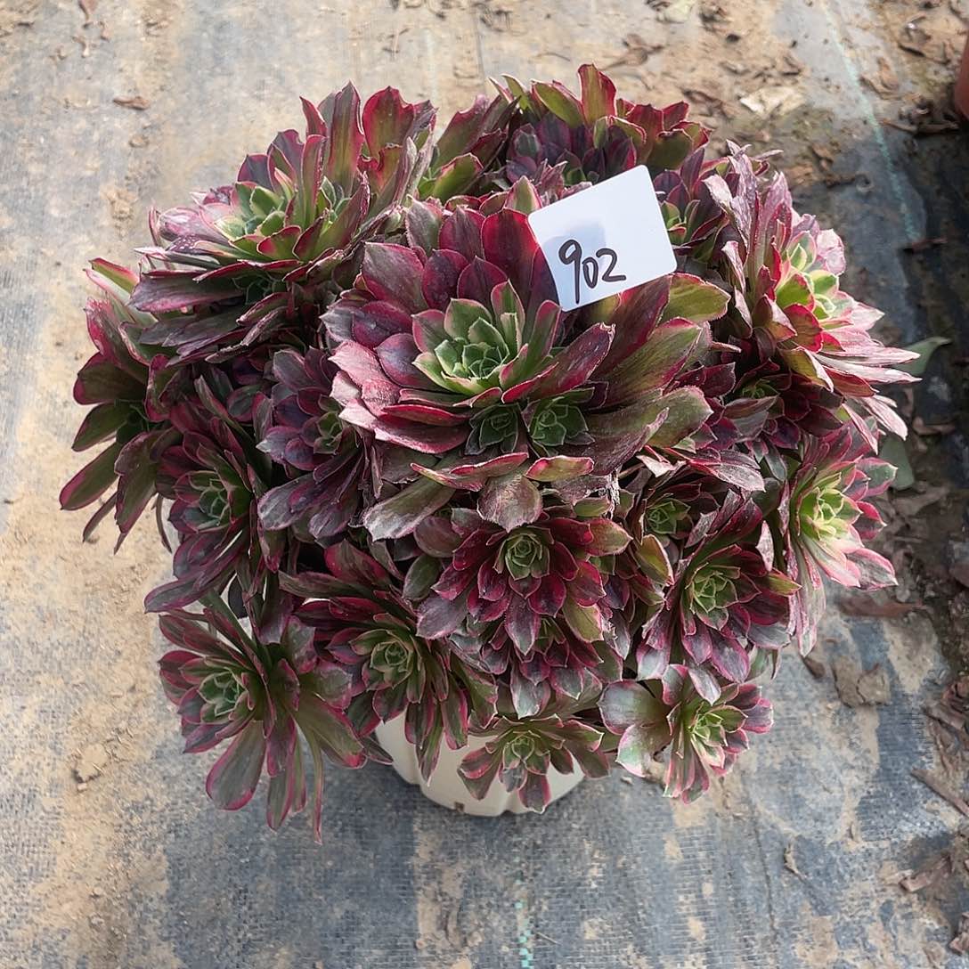 902法师植物安娜