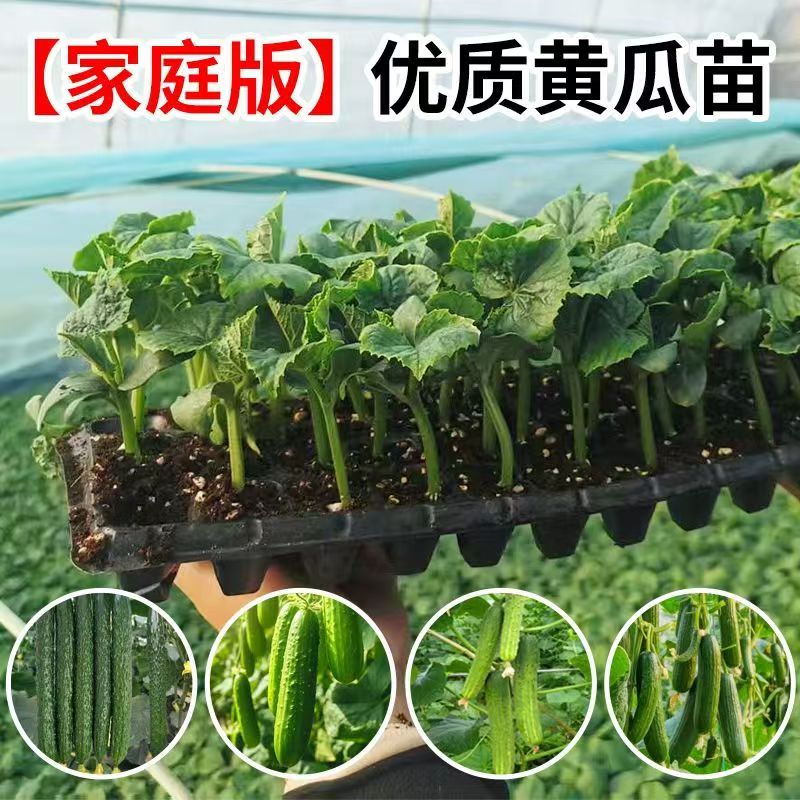 【黄瓜苗】水果黄瓜秧苗盆栽苗黄瓜秧苗四季阳台黄瓜秧苗蔬菜种苗