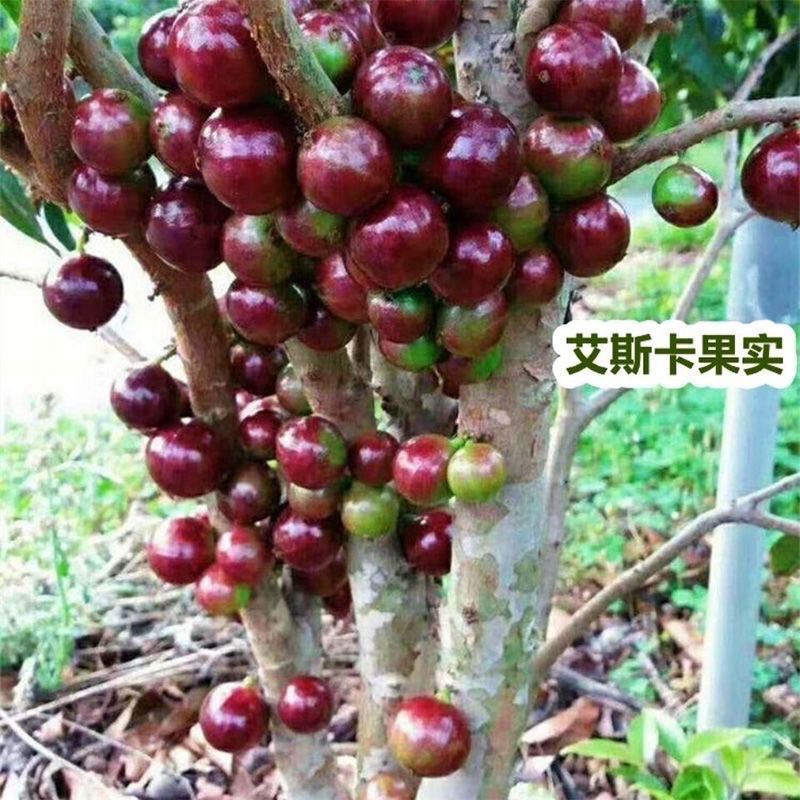 四季艾斯卡嘉宝果树苗沙巴带土带叶