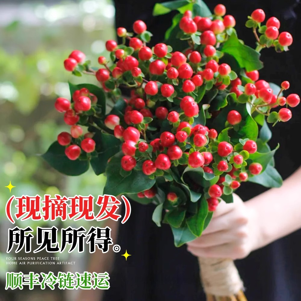 【云南钻级】红豆新娘手捧花束相思豆水培年宵花这是王维诗里的红豆