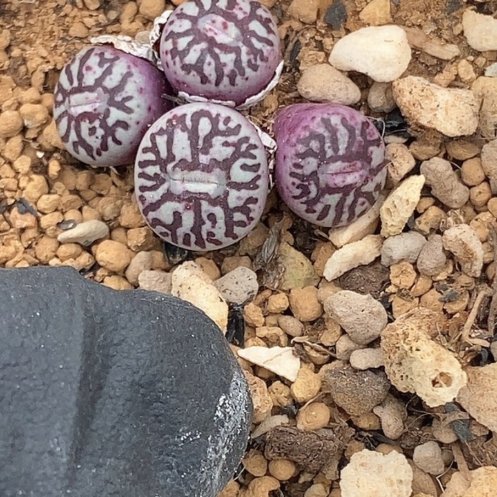 桃喜花园0130-37墨小锥