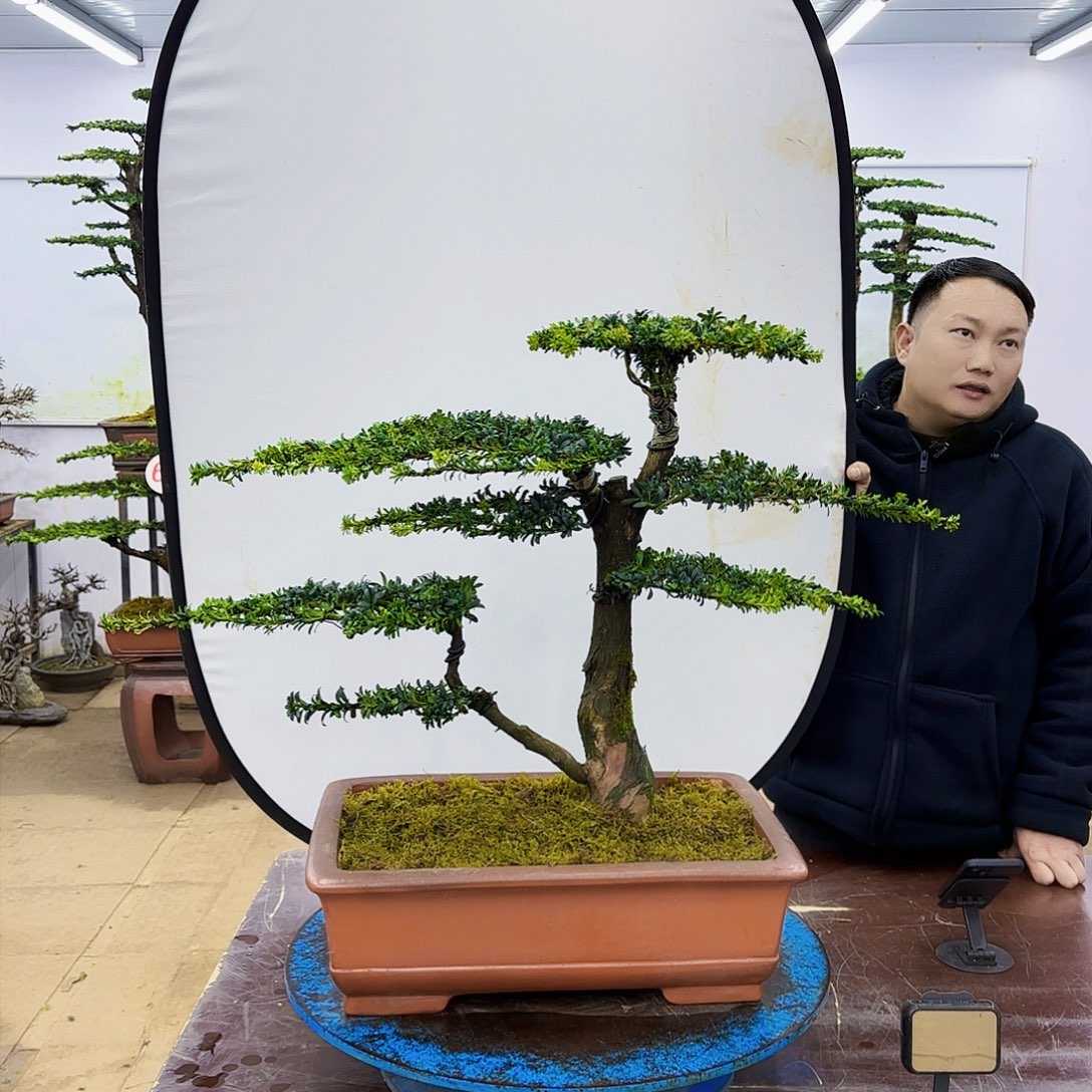 盆景欢迎大家一起来捡漏