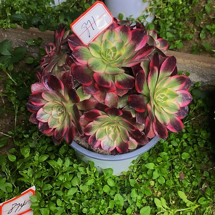 花***界太子妃老桩捧花新品种871号