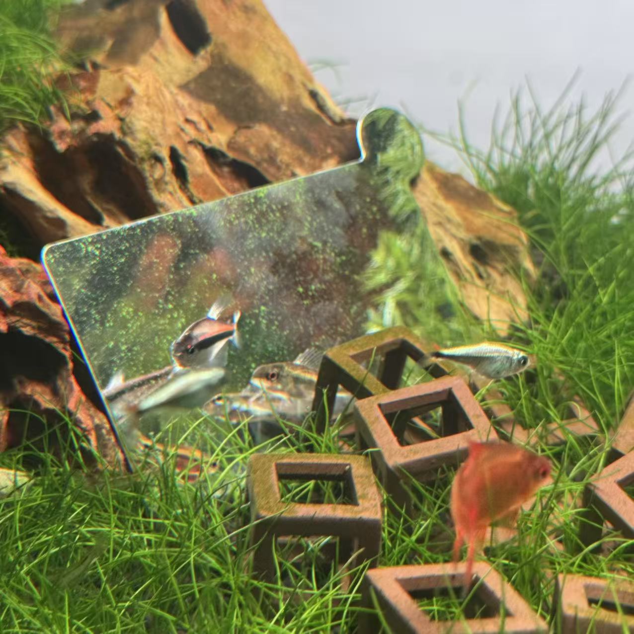 鱼缸用不锈钢促发色小镜子