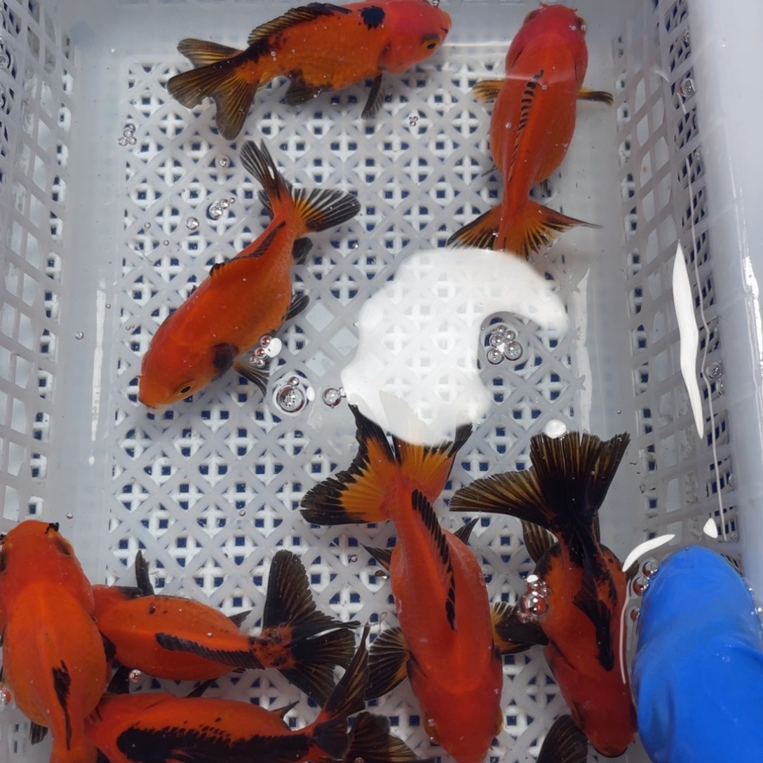 海水鱼玛丽10条5-7厘米（非一物一拍